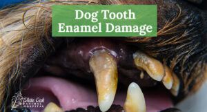 Dog-tooth-enamel-damage