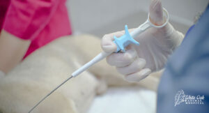 Dog-tumor-biopsy