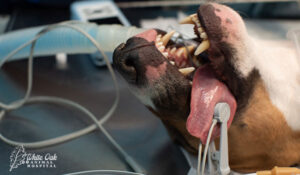 Dogs in the operating room of a veterinary clinic under anesthesia