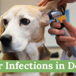 Ear-Infections-in-Dogs