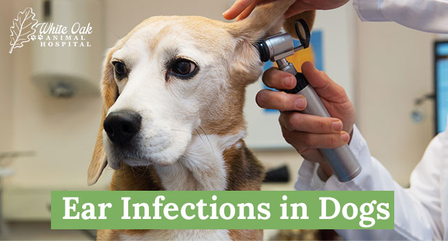 Ear-Infections-in-Dogs