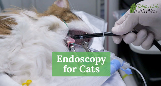 How Cat Endoscopy Can Save Your Pet’s Life: 7 Astonishing Facts