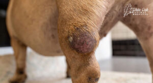 Fatty-tumor-on-dog- leg