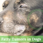 Fatty-tumors-in-dogs