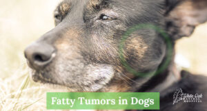 Fatty-tumors-in-dogs