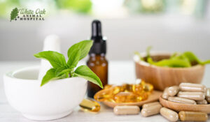 Understanding Spleen Cancer in Dogs: A Complete Guide in 4 Steps 6 herbal remedies