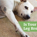 How to Know if Your Dog's Leg is Broken: 5 Clear Signs of Injury