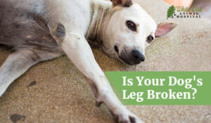 White Oak Animal Hospital News 72 How to Know if Your Dog's Leg is Broken: 5 Clear Signs of Injury