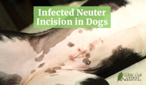 Infected Neuter Incision in Dogs: