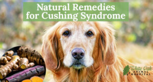 Photo for 10 Natural Remedies for Cushing Syndrome: A Comprehensive Guide