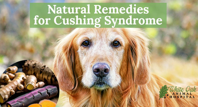 Natural Remedies for Cushing Syndrome