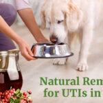 Natural Remedies for UTIs in Dogs
