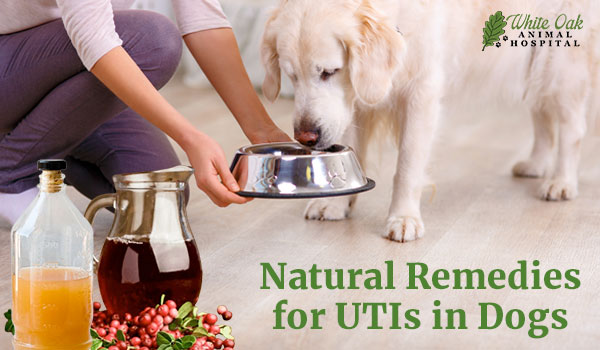 Natural Remedies for UTIs in Dogs