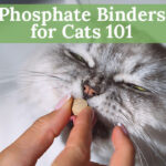 Phosphate Binders for Cats 101