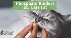 Phosphate Binders for Cats 101