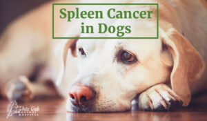 Spleen cancer in dogs