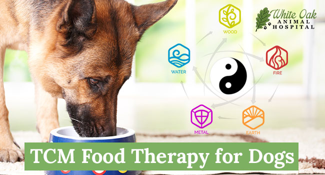 Image for: TCM Food Therapy for Dogs: 7 Surprising Benefits You Need to Know