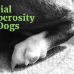 Tibial Tuberosity in Dogs