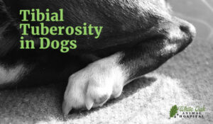 Tibial Tuberosity in Dogs