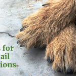 tips for dog nail infection