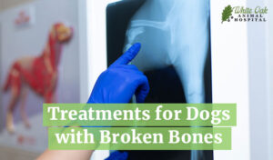 Treatments for Dogs with Broken Bones