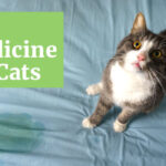 UTI Medicine for Cats: 5 Proven Solutions to Relieve Your Pet's Discomfort 10 UTI medicine for cats