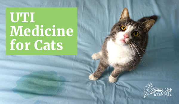 UTI medicine for cats