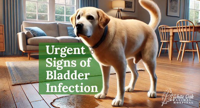 Urgent-Signs-of-bladder-infection