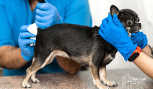 Vet checking dog anus