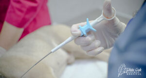 Vet-performing-endoscopy