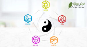 TCM Food Therapy Image of Yin-Yang Theory and the Five Elements Theory