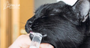 administering medicine via syringe to cat