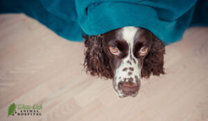 anxious dog 