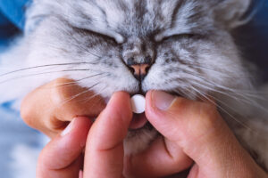 Owner Giving Antibiotics to cat