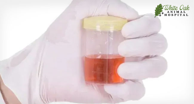 5 Urgent Signs of Bladder Infection in Dogs You Shouldn't Ignore ...