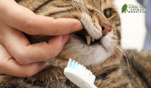 Brushing a cat's teeth