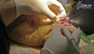 cat dental surgery