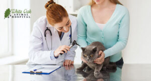 Chronic Vomiting in Cats: 5 Proven Remedies for a Healthier, Happier Feline 3 cat-veterenarian-exam
