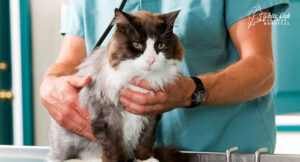 cat-veterinary-examination