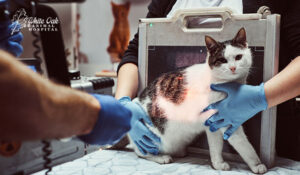 cat being prepped for x-ray