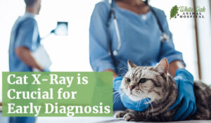 Cat x ray crucial for diagnosis