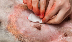 cleaning dog wound