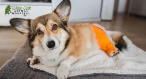 dog-ACL-injury