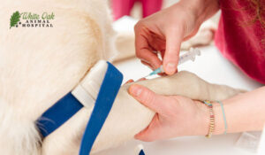 Vet drawing blood from dog