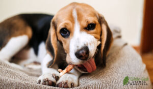 dog chewing on dental treat