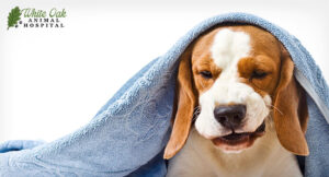 dog-coughing