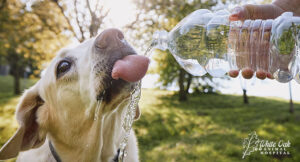 dog-hydrating