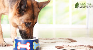 dog-hydrating