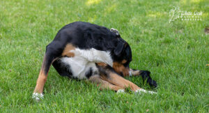 dog-licking-itself