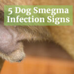 Dog smegma infection signs
